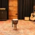 meinl-padj2-s-g-travel-series-djembe-8
